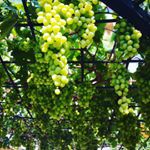 'العريشة' الشهيرة 🍇